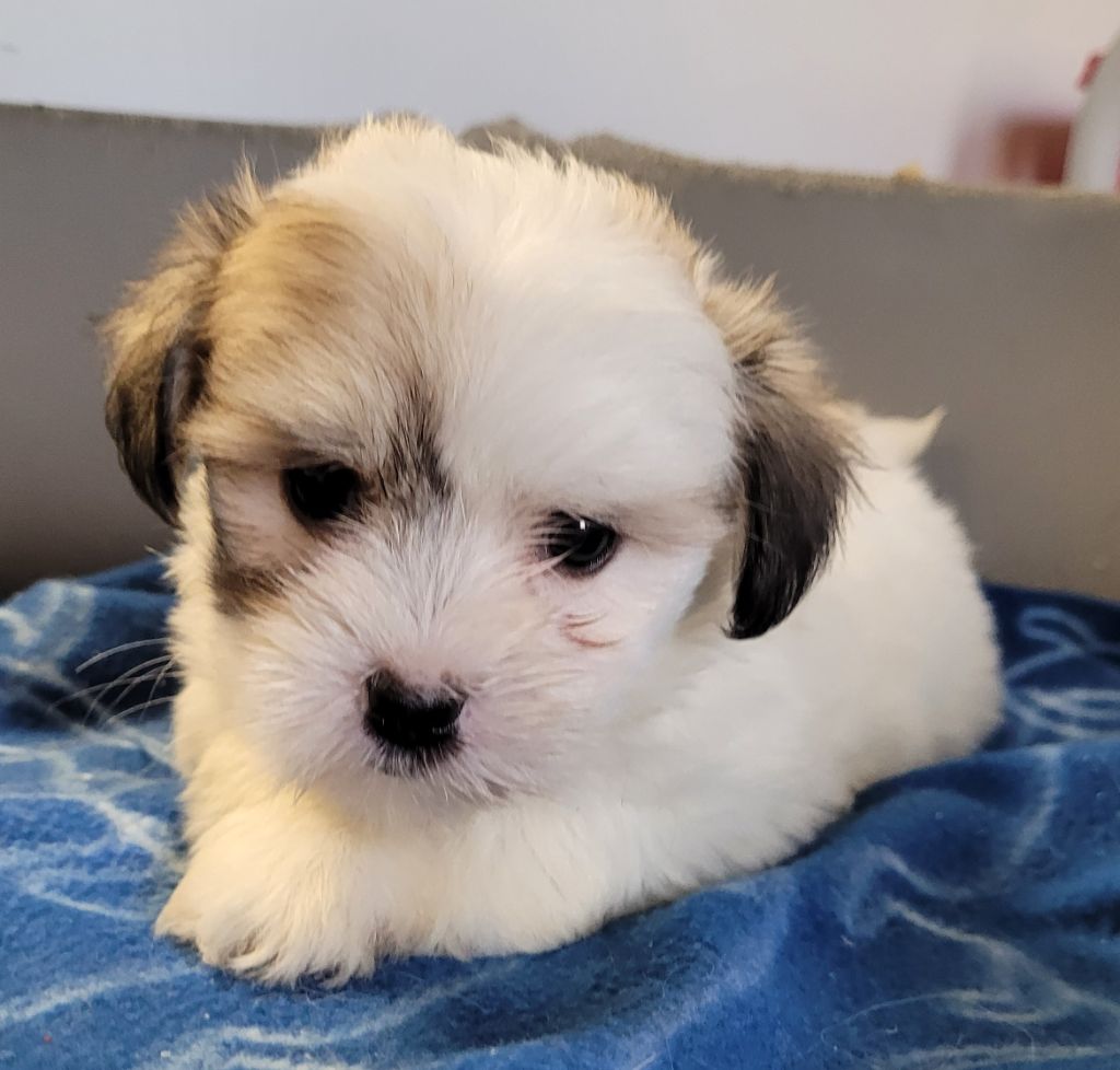 Des marais de courmont - Chiots disponibles - Coton de Tulear