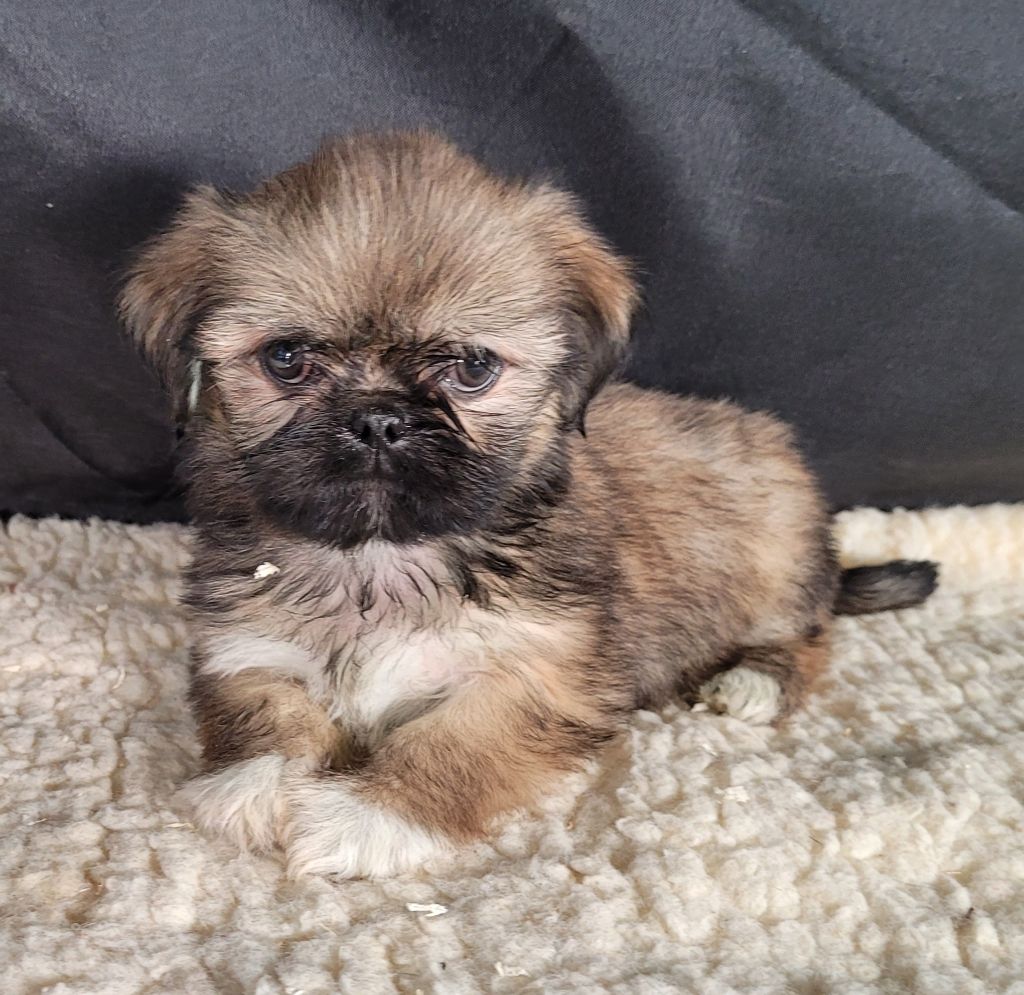 Des marais de courmont - Chiots disponibles - Lhassa Apso