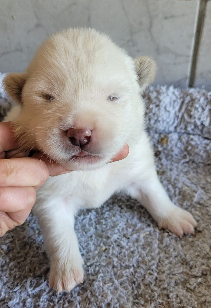 Des marais de courmont - Chiots disponibles - Akita americain