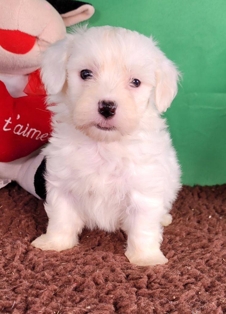 Des marais de courmont - Chiots disponibles - Coton de Tulear