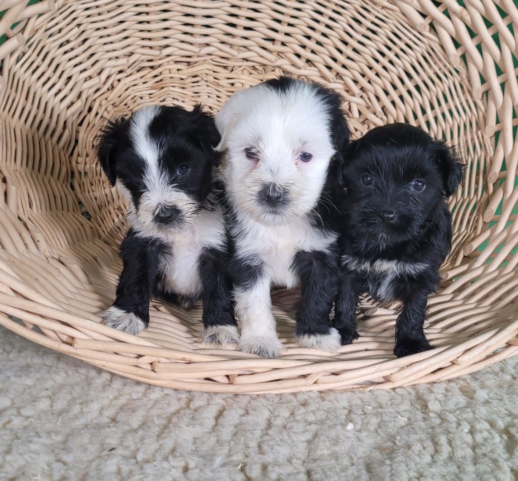 Des marais de courmont - Terrier Tibetain - Portée née le 09/10/2025