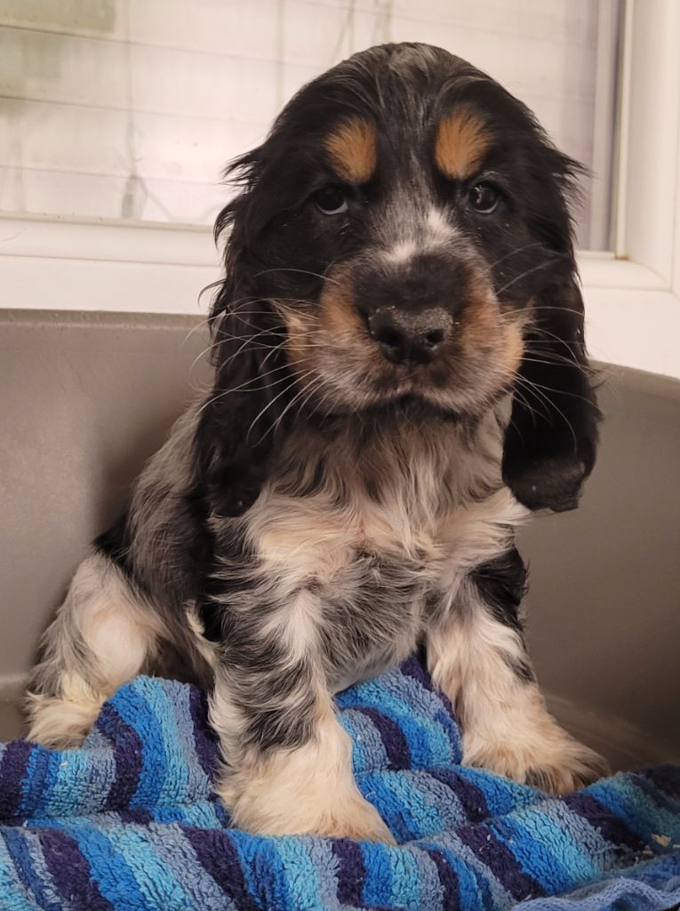 Des marais de courmont - Chiots disponibles - Cocker Spaniel Anglais