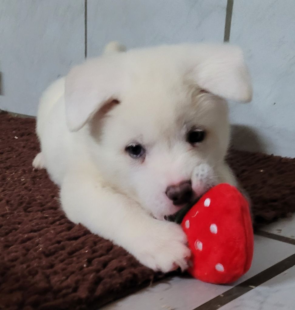 Des marais de courmont - Chiots disponibles - Akita americain