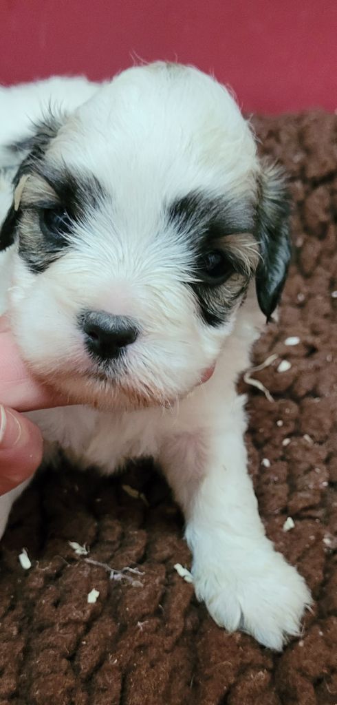 Des marais de courmont - Chiots disponibles - Coton de Tulear
