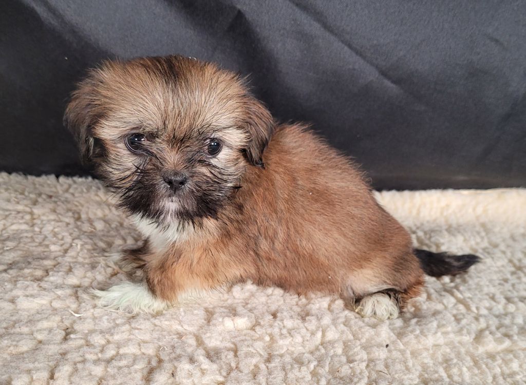 Des marais de courmont - Chiots disponibles - Lhassa Apso