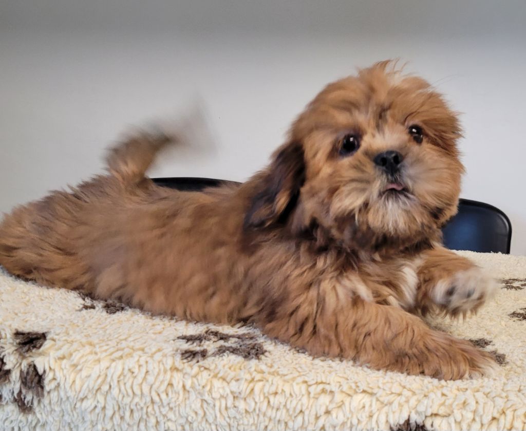 Des marais de courmont - Lhassa Apso - Portée née le 15/09/2025