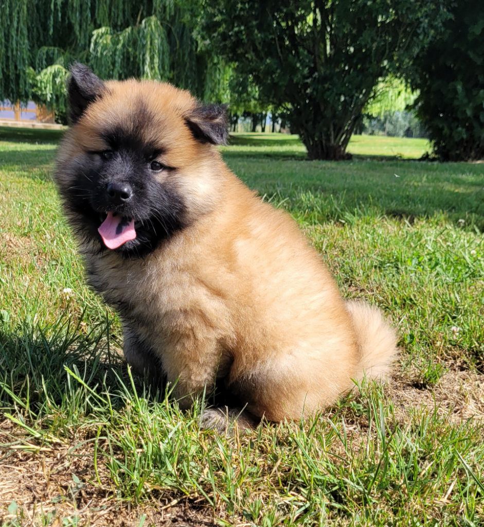 Des marais de courmont - Chiots disponibles - Eurasier