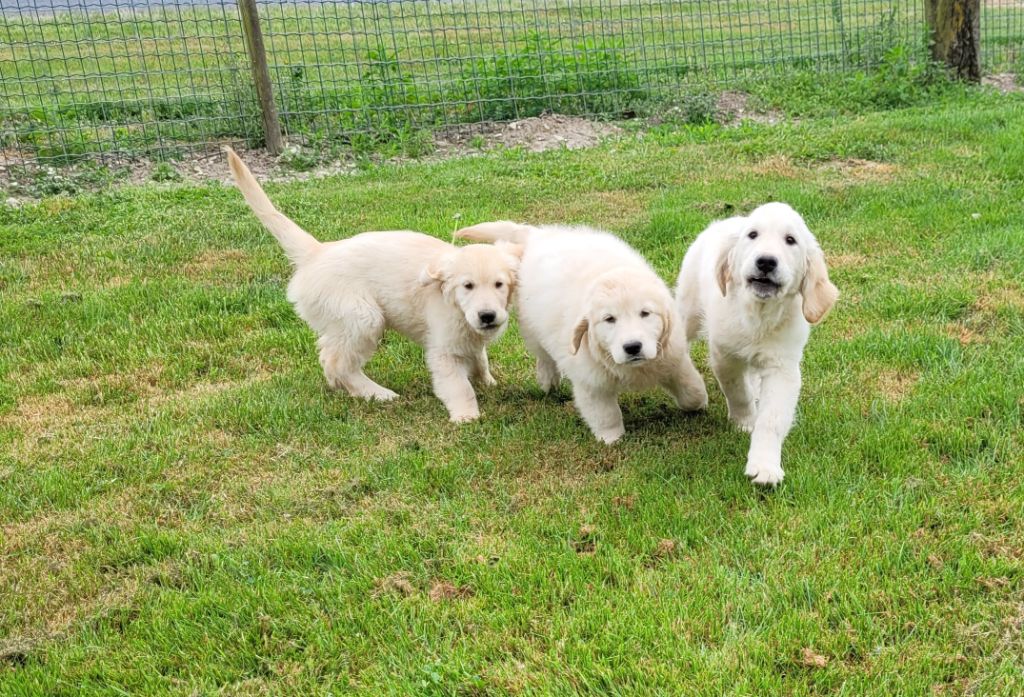 Des marais de courmont - Golden Retriever - Portée née le 01/03/2025