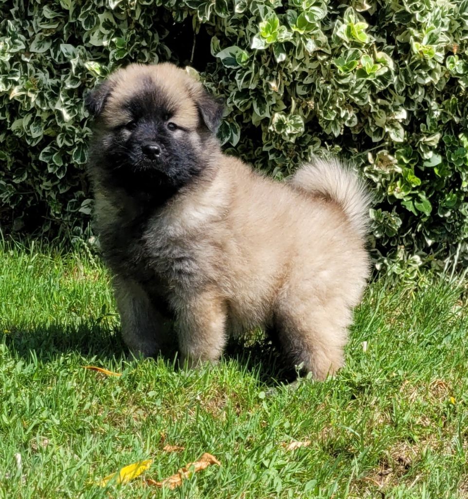 Des marais de courmont - Chiots disponibles - Eurasier