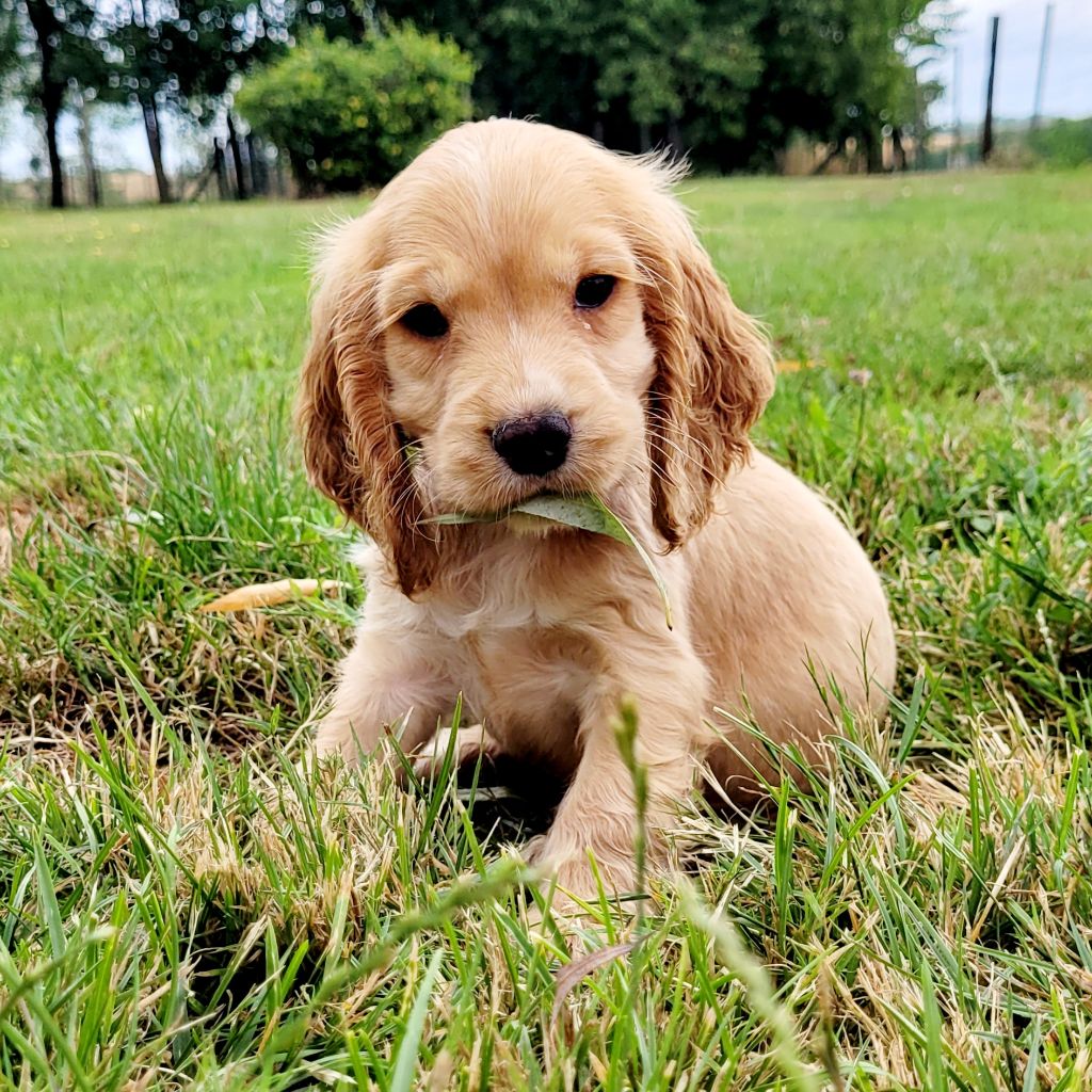Des marais de courmont - Chiots disponibles - Cocker Spaniel Anglais