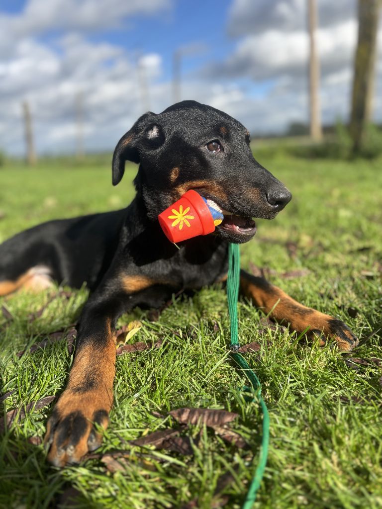 Des marais de courmont - Chiots disponibles - Berger de Beauce