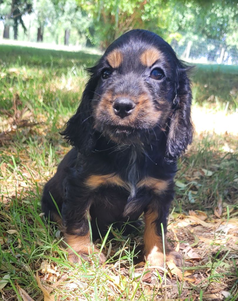 Des marais de courmont - Chiots disponibles - Cocker Spaniel Anglais