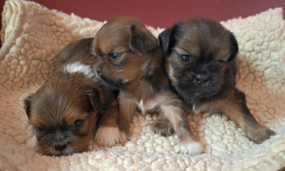 Chiot N°1