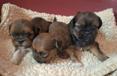 Chiot N°3