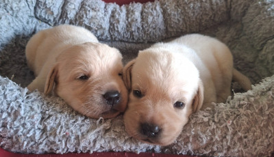 Chiot N°2
