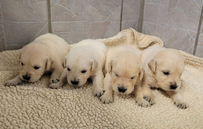 CHIOT 4