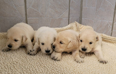 CHIOT 2