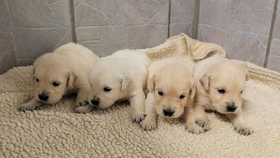 CHIOT 3