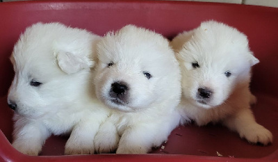 CHIOT 1