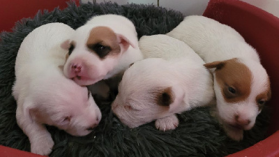 CHIOT 4