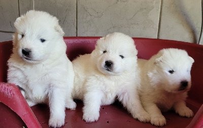 CHIOT 4