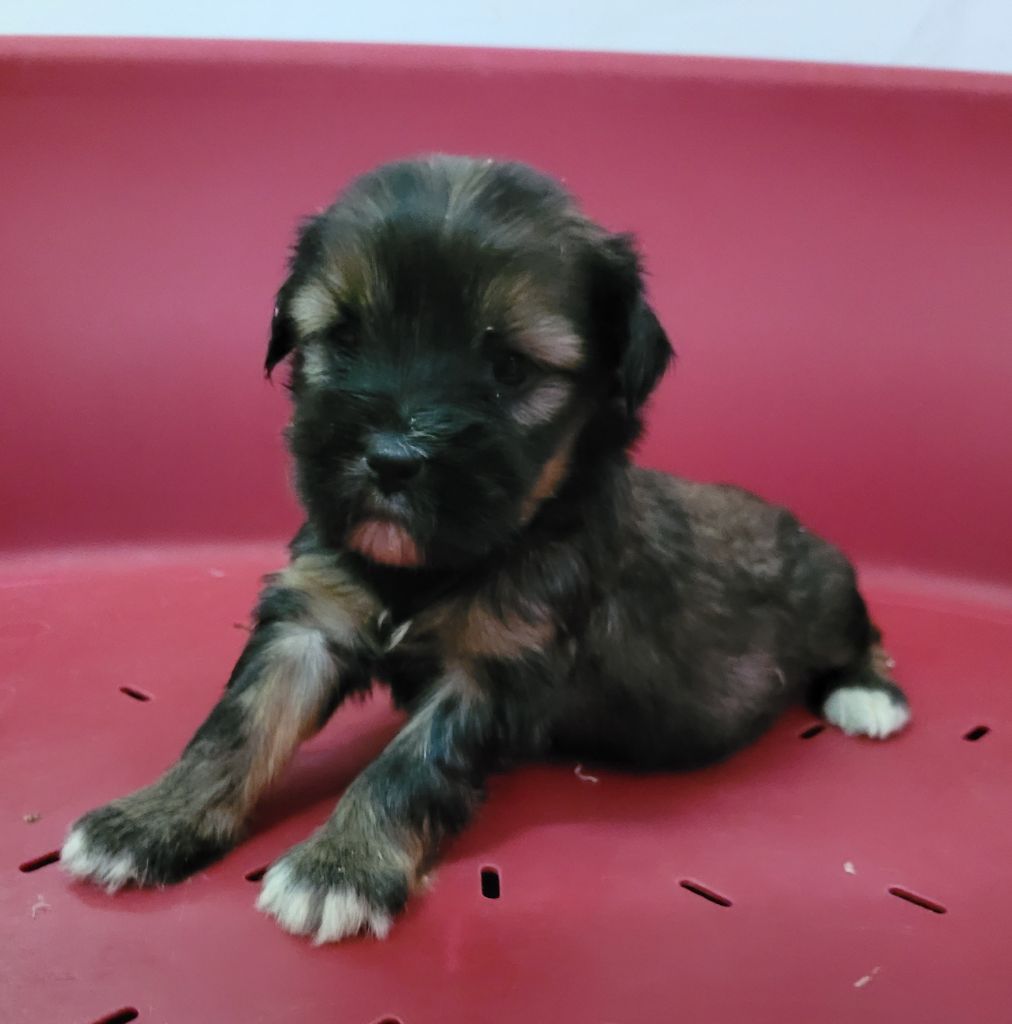 Des marais de courmont - Chiots disponibles - Terrier Tibetain