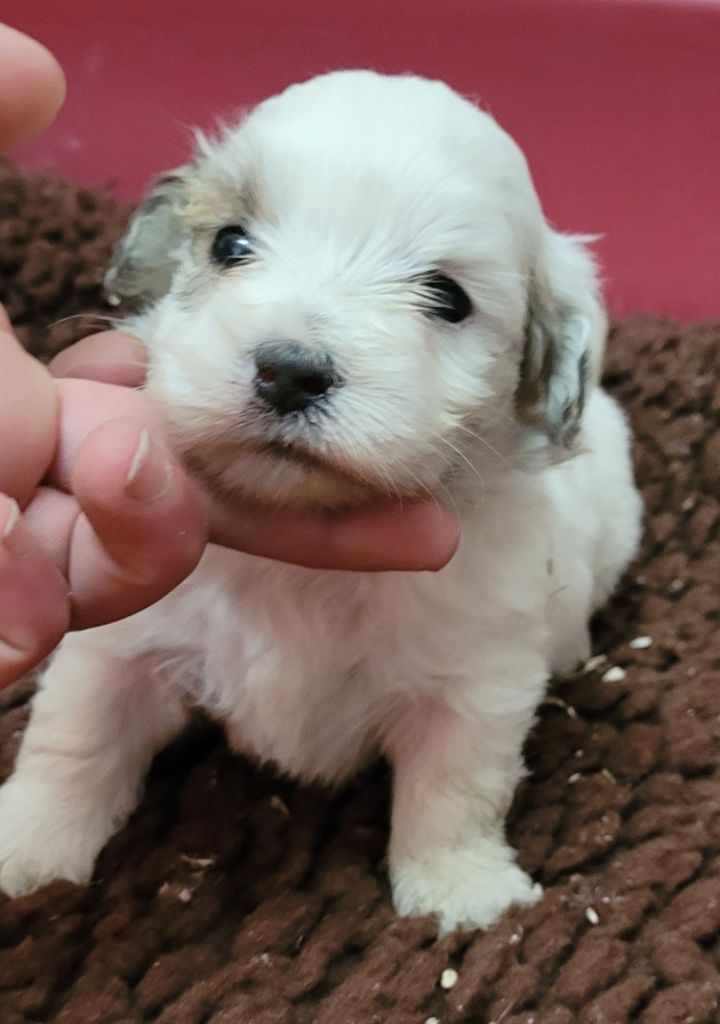 Des marais de courmont - Chiots disponibles - Coton de Tulear