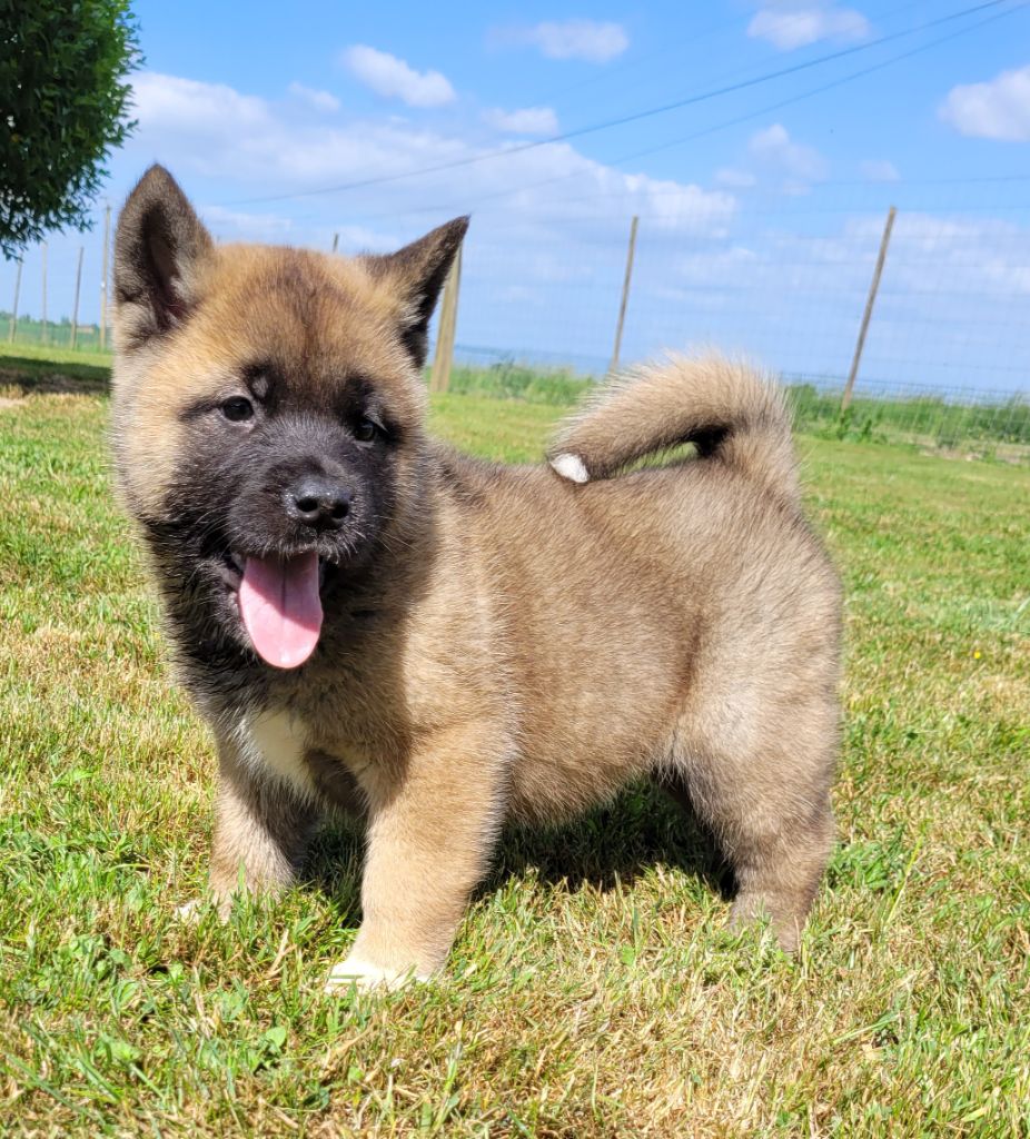 Des marais de courmont - Chiots disponibles - Akita americain