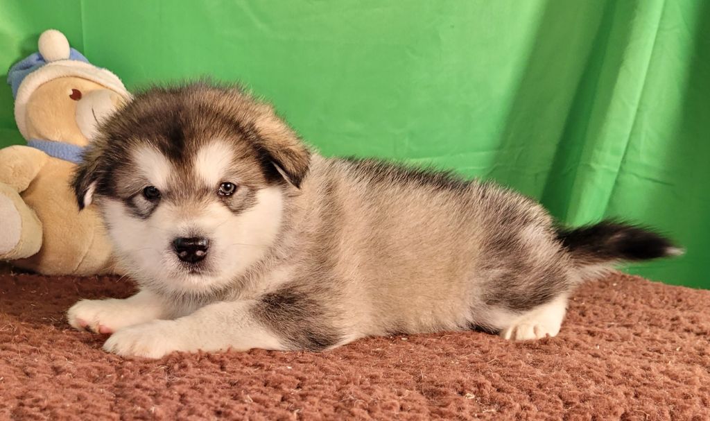 Des marais de courmont - Alaskan Malamute - Portée née le 16/04/2025