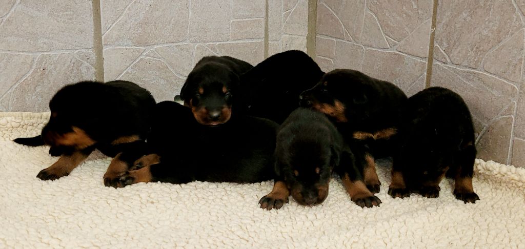 Chiot Berger de Beauce Des marais de courmont