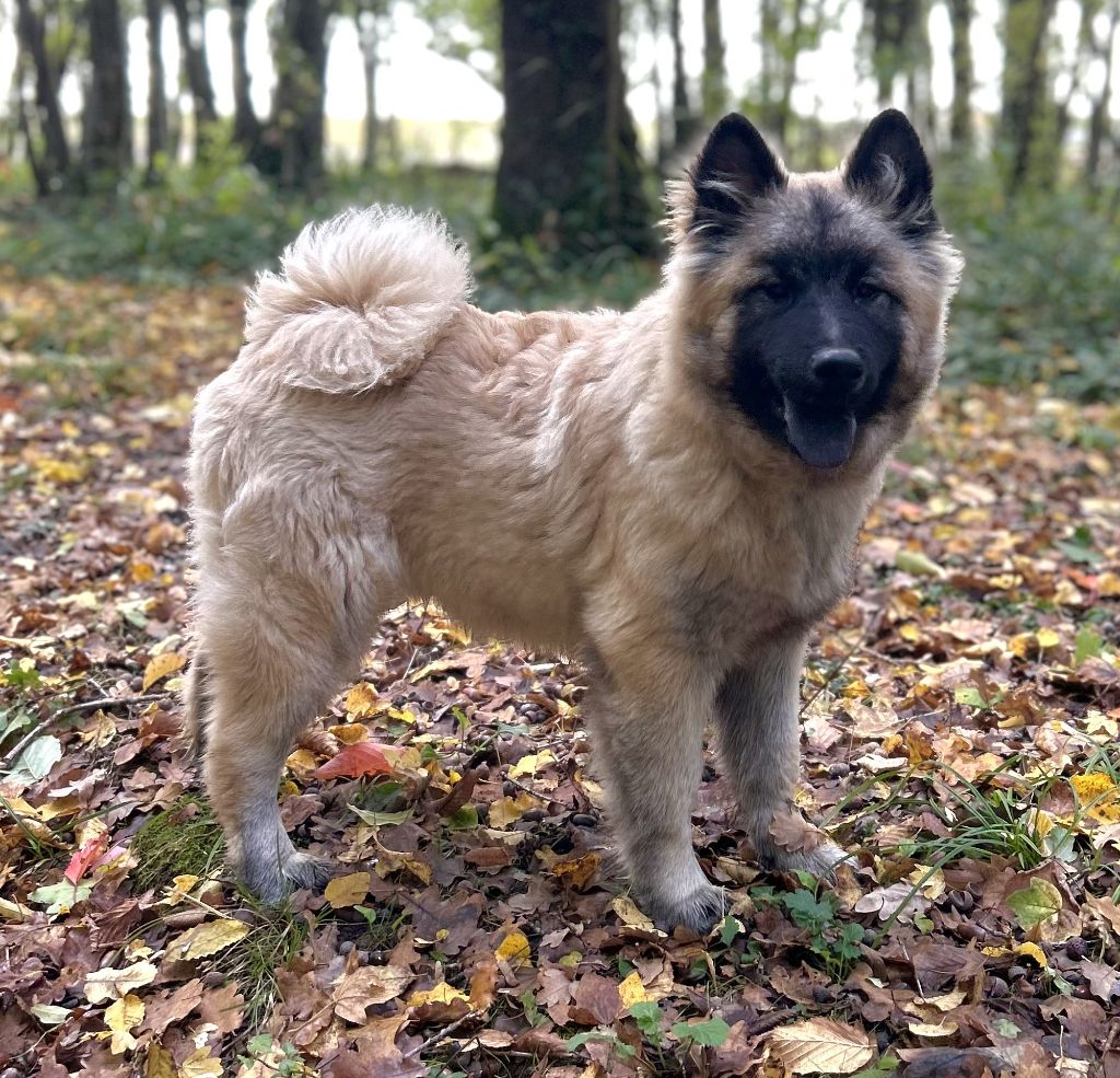 Des marais de courmont - Chiots disponibles - Eurasier