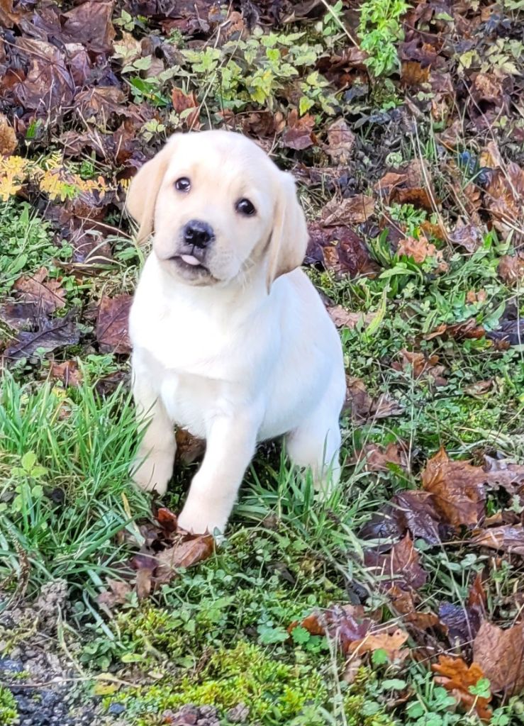 Des marais de courmont - Chiots disponibles - Labrador Retriever