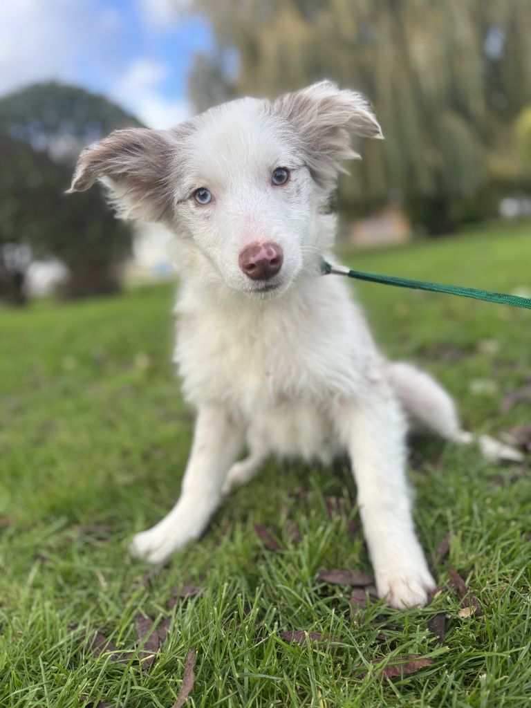 Des marais de courmont - Chiots disponibles - Border Collie