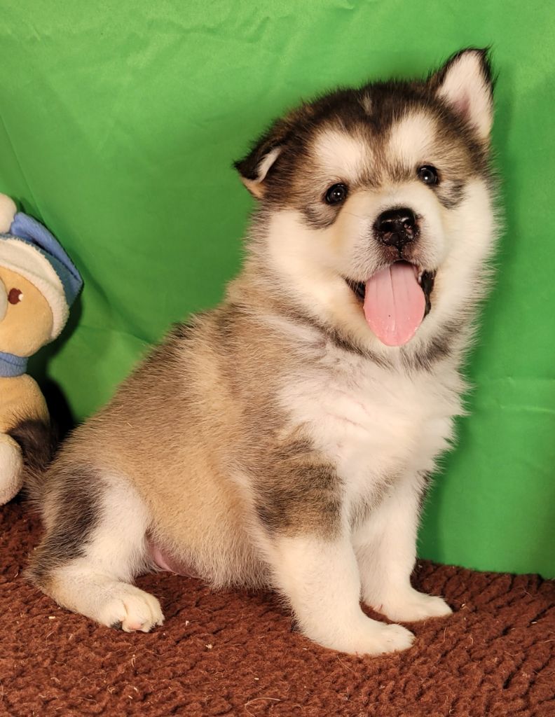 Des marais de courmont - Chiots disponibles - Alaskan Malamute