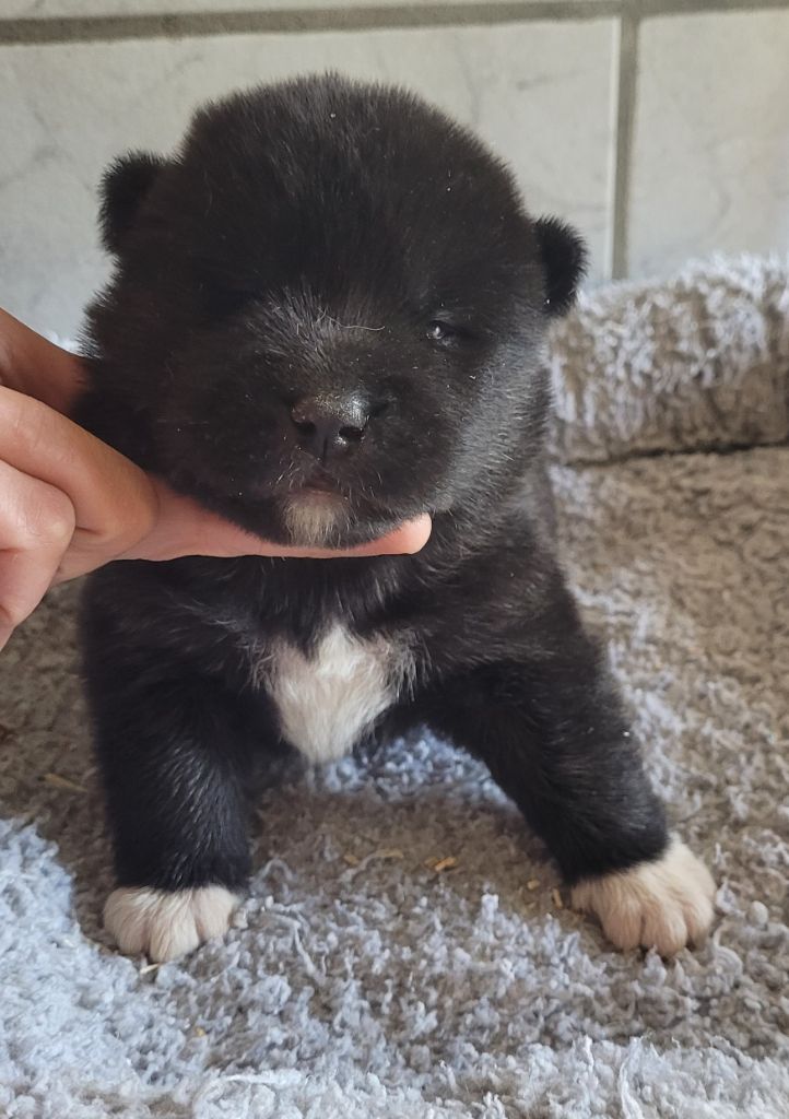 Des marais de courmont - Chiots disponibles - Akita americain