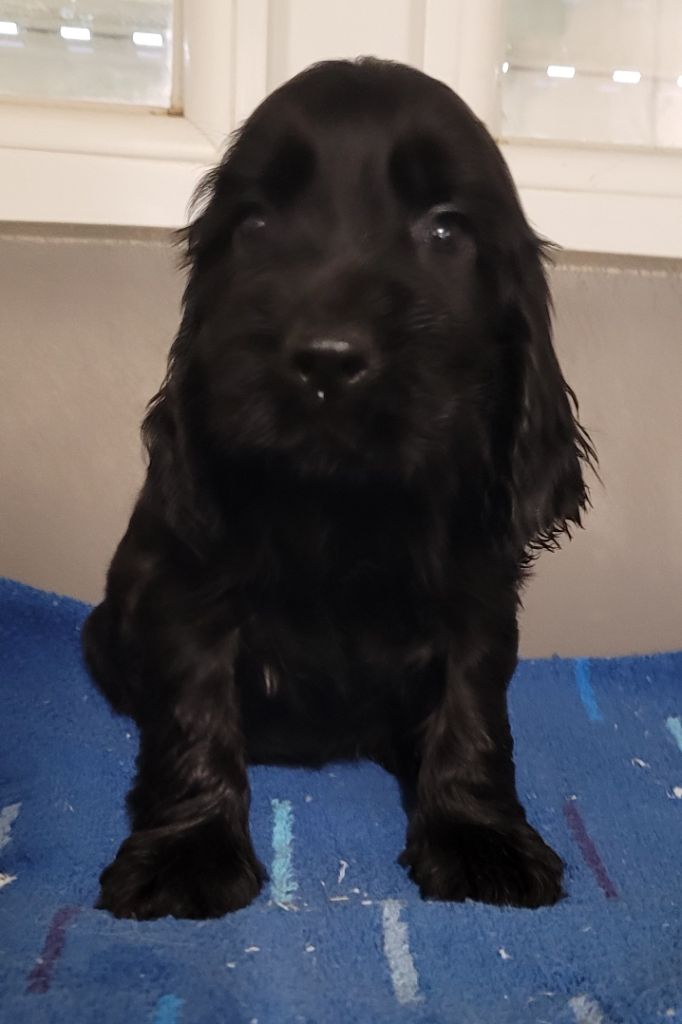 Des marais de courmont - Chiots disponibles - Cocker Spaniel Anglais