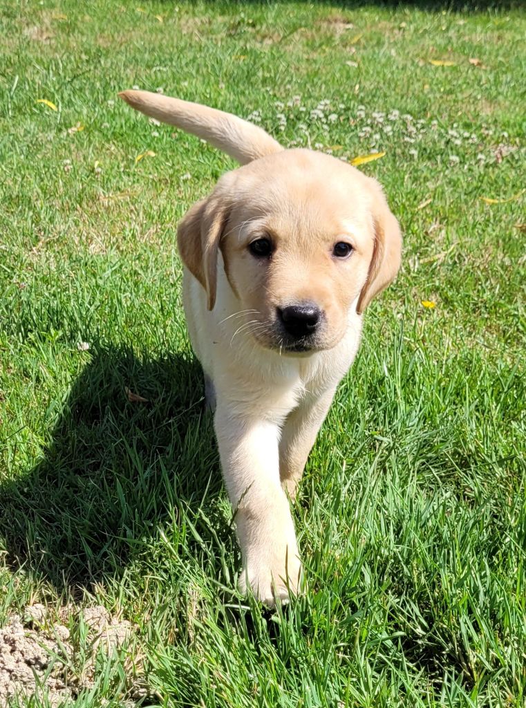 Des marais de courmont - Chiots disponibles - Labrador Retriever