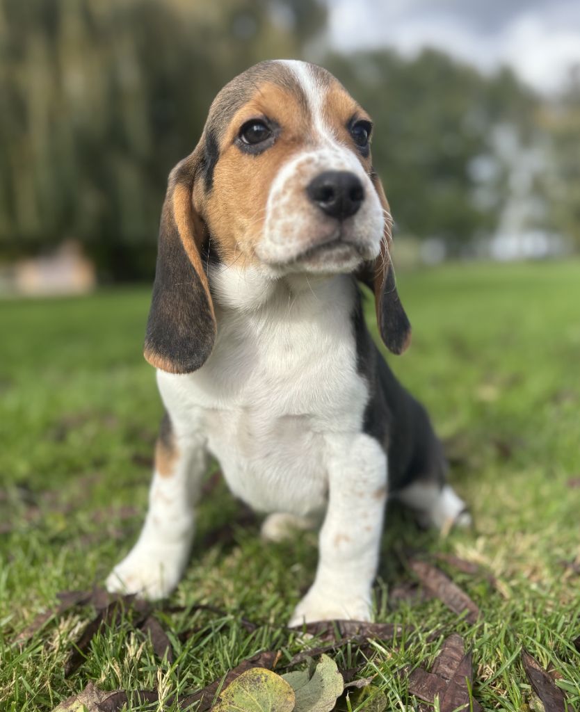 Des marais de courmont - Chiots disponibles - Beagle