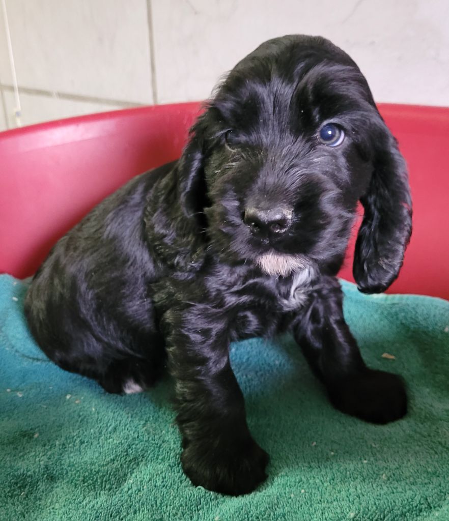 Des marais de courmont - Chiots disponibles - Cocker Spaniel Anglais