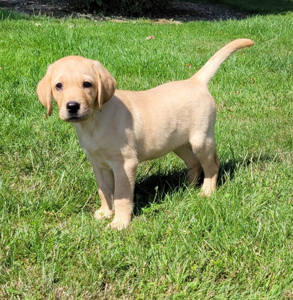 Des marais de courmont - Chiots disponibles - Labrador Retriever