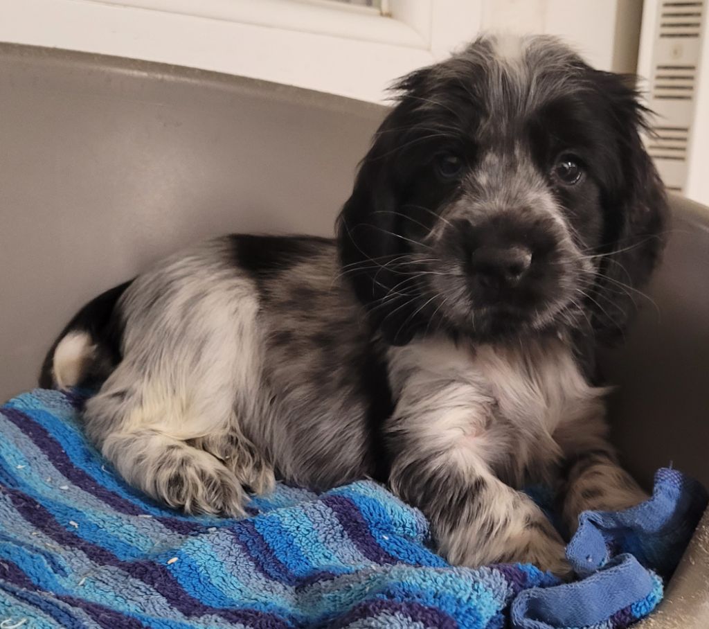 Des marais de courmont - Chiots disponibles - Cocker Spaniel Anglais