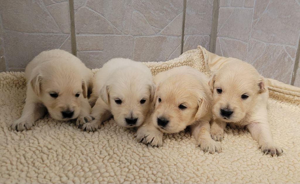 Des marais de courmont - Chiots disponibles - Golden Retriever