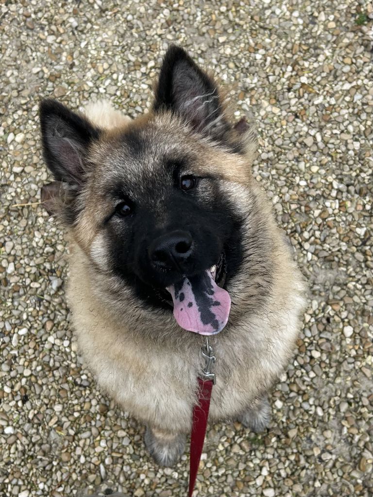 Des marais de courmont - Chiots disponibles - Eurasier