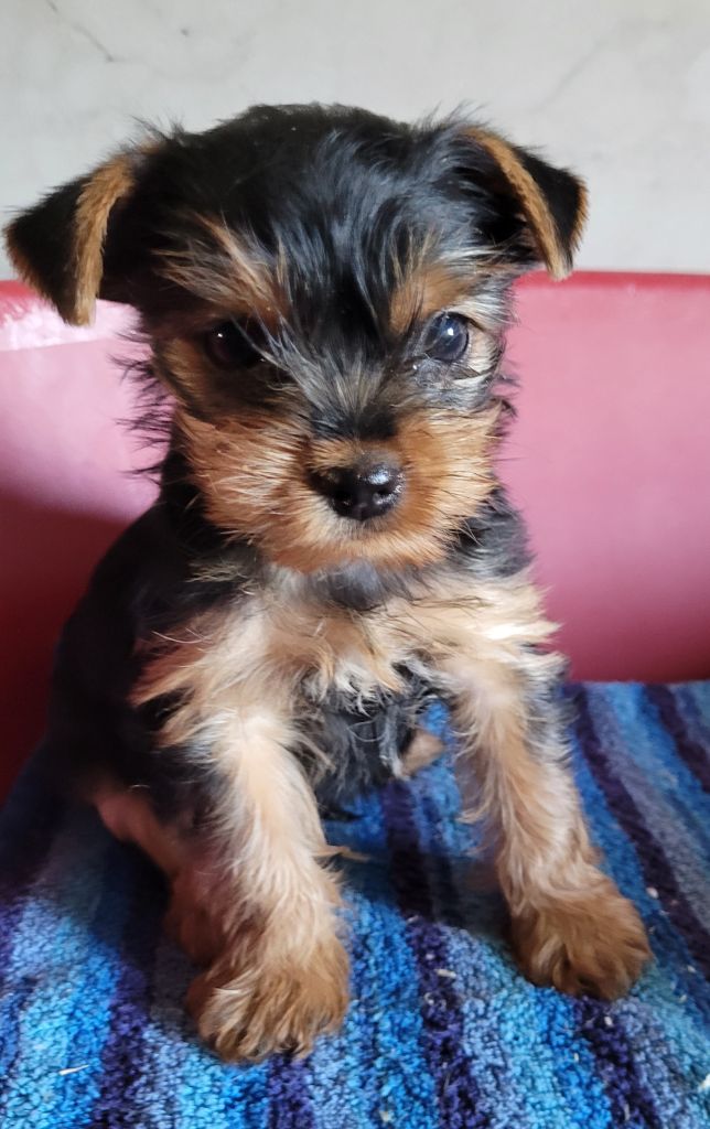 Des marais de courmont - Chiots disponibles - Yorkshire Terrier
