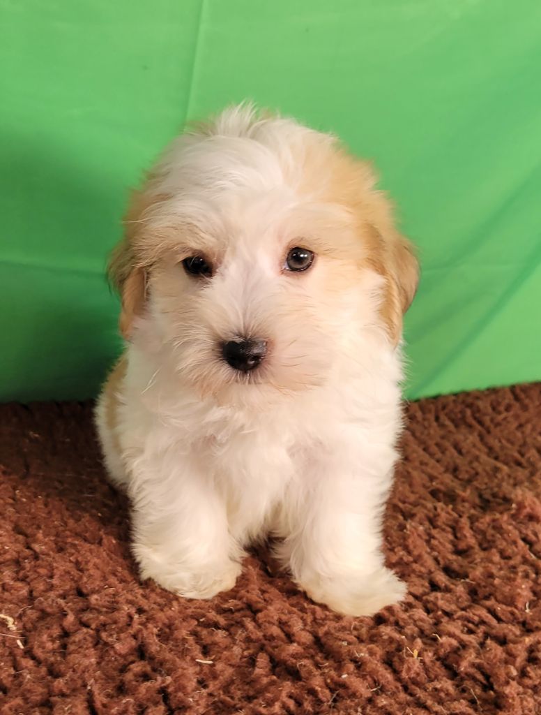 Des marais de courmont - Chiots disponibles - Coton de Tulear