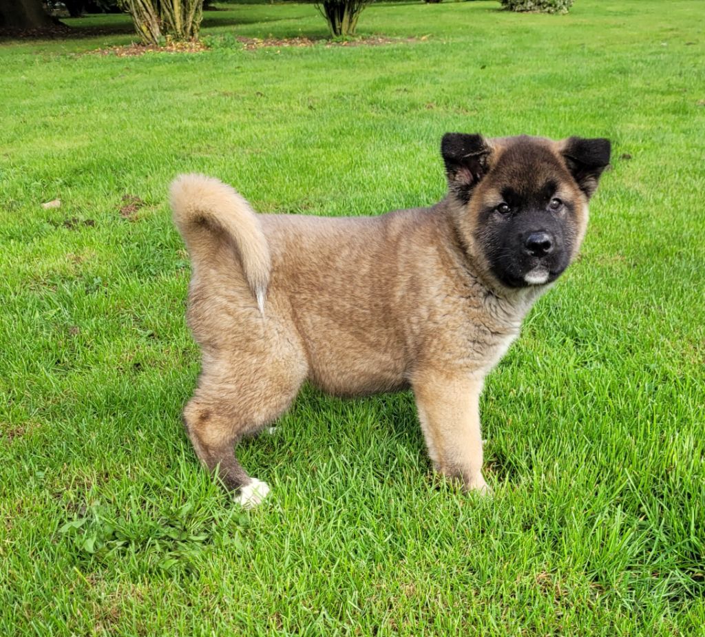 Des marais de courmont - Chiots disponibles - Akita americain