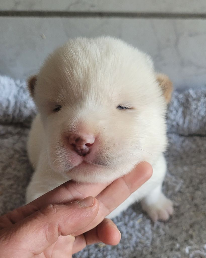 Des marais de courmont - Chiots disponibles - Akita americain