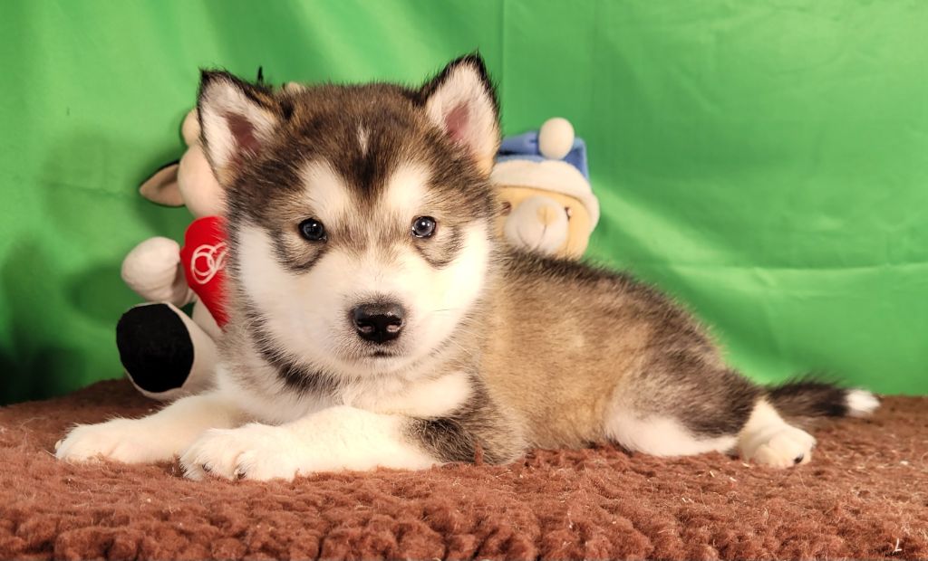 Des marais de courmont - Chiots disponibles - Alaskan Malamute