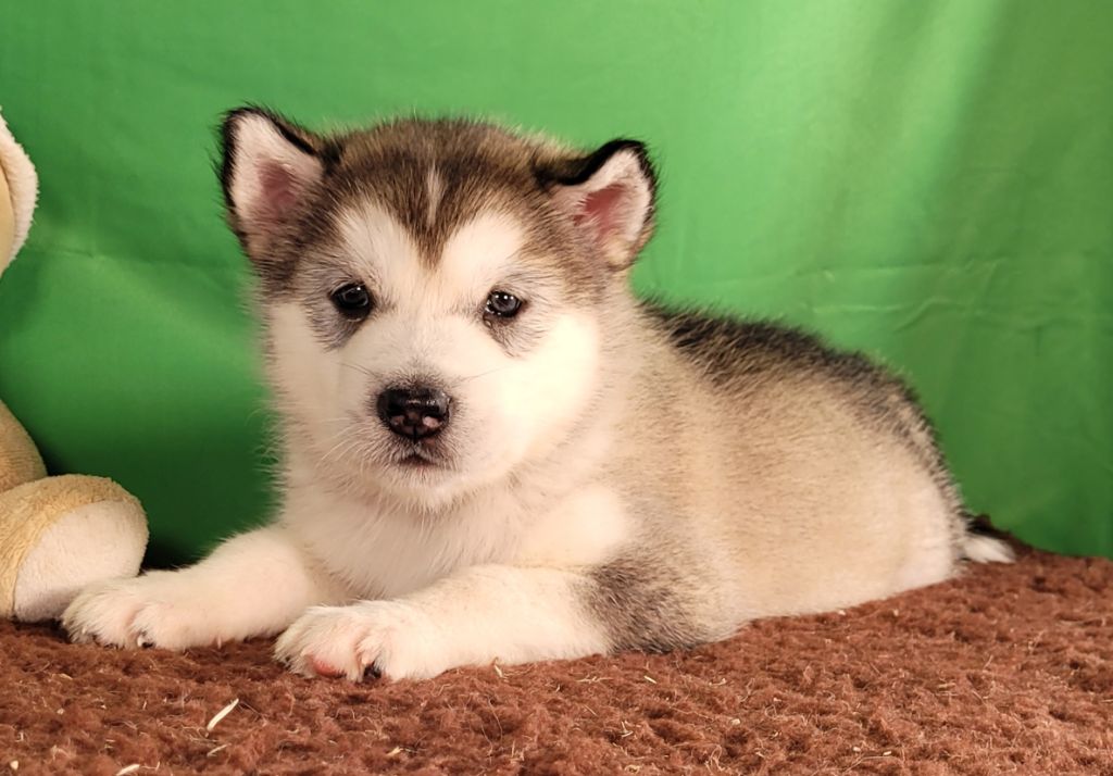 Des marais de courmont - Chiots disponibles - Alaskan Malamute