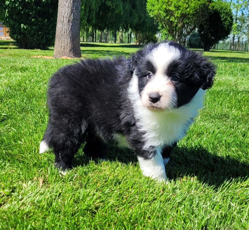 Des marais de courmont - Chiots disponibles - Border Collie